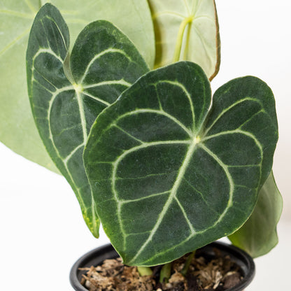 anthurium clarinervium australia Anthurium Clarinervium - Houseplants for Delivery