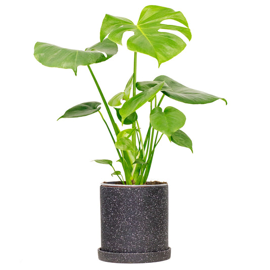 Potted Monstera Swiss Cheese - Best Quality Easy-Care Houseplant Monstera Deliciosa 6” - Buy repotted indoor plant Monstera Deliciosa Swiss Cheese for delivery at Planteia