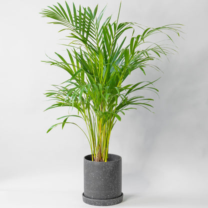 Large Potted Seifrizzi Palm Chamaedorea - Best Quality Easy-Care Floor Houseplant Seifrizzi Palm Chamaedorea 6” - Buy repotted pet friendly big indoor plant Seifrizzi Palm Chamaedorea for delivery at Planteia