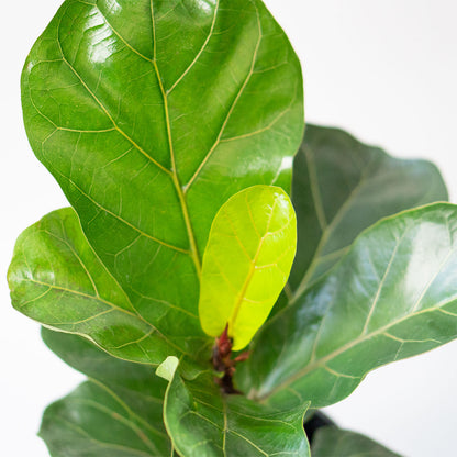 Leaves of Potted Fiddle Leaf Fig Bush - Shop Floor Houseplant Fiddle Leaf Fig Bish 10” - Buy repotted big indoor plant Ficus Lyrata Bush for delivery at Planteia