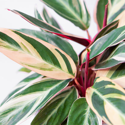 Leaves of Potted Stromanthe Triostar - Best Quality Houseplant Stromanthe Triostar 6” - Buy repotted indoor plant Stromanthe Triostar for delivery at Planteia