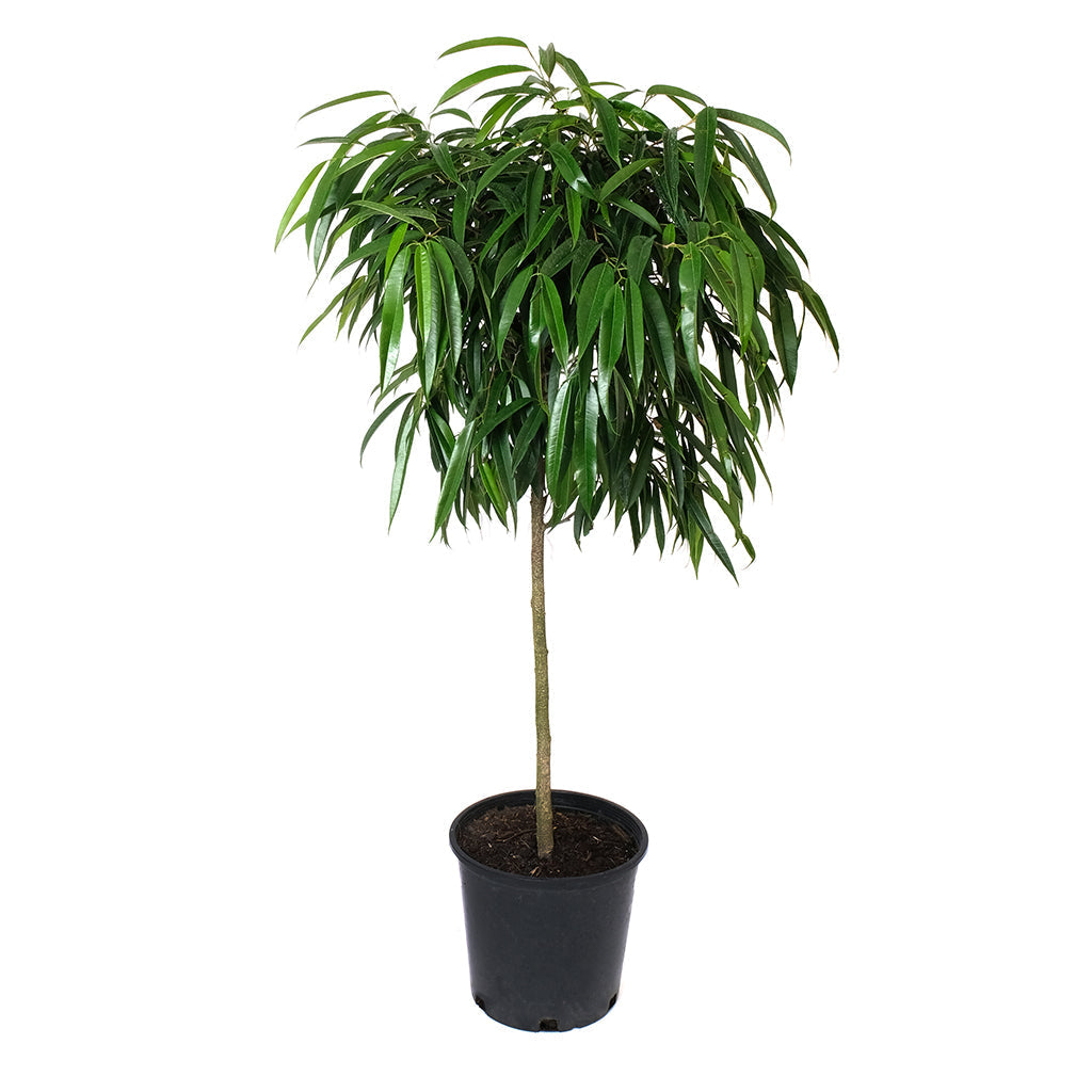 Potted Large Ficus Alii - Shop Big Houseplant Ficus Alii 10” - Buy repotted floor indoor plant Ficus Alii for delivery at Planteia