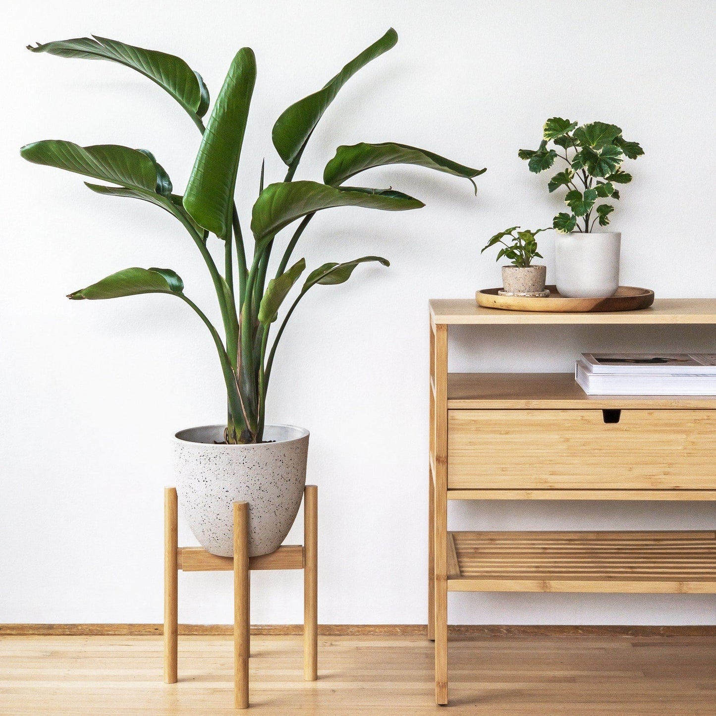 Bamboo Plant Stand + 10" Pot