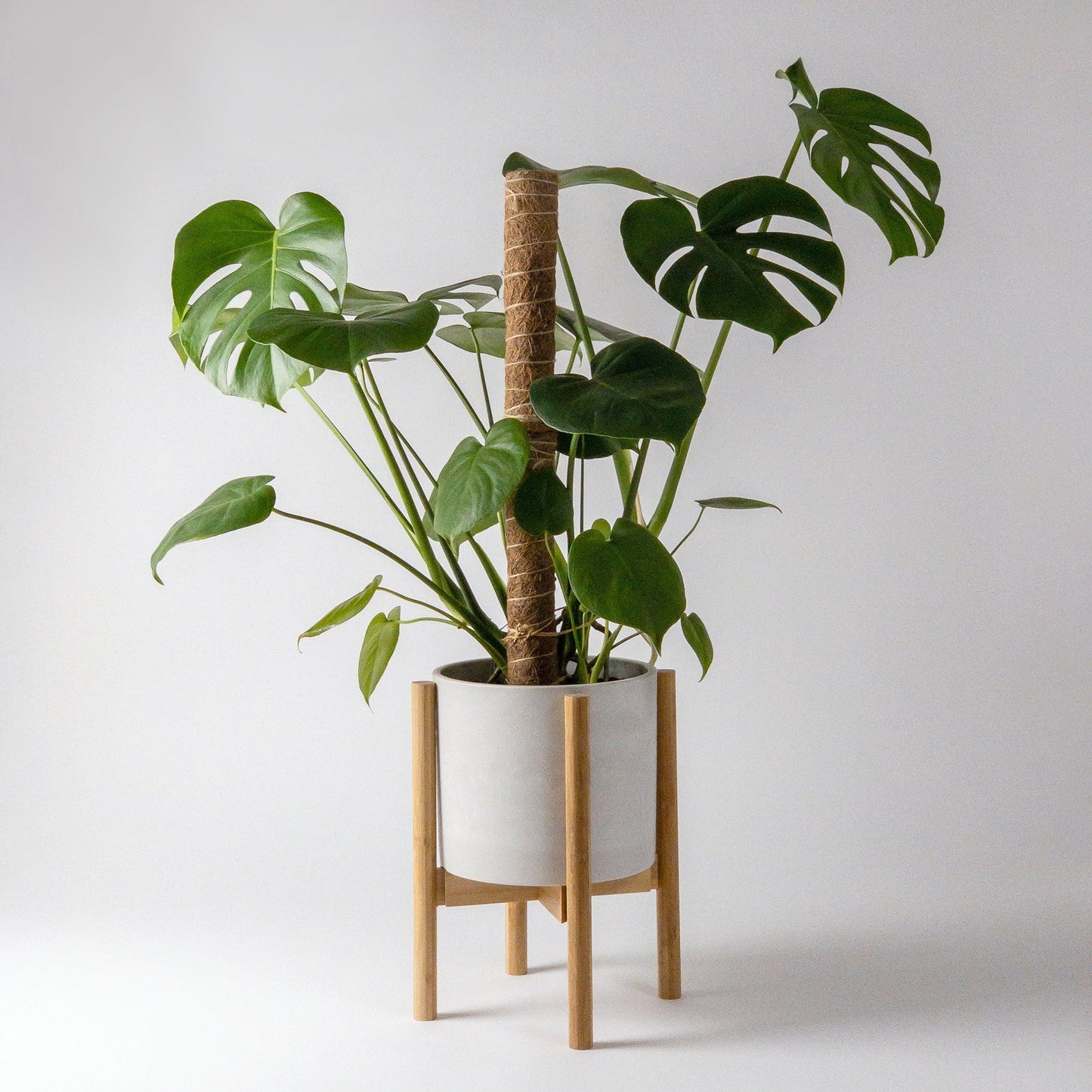 Bamboo Plant Stand + 10" Pot