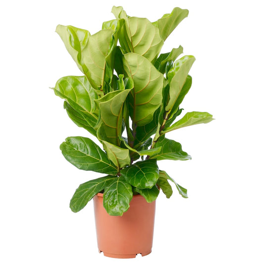 Large Potted Fiddle Leaf Fig Bush - Shop Floor Houseplant Fiddle Leaf Fig Bush 10” - Buy repotted big indoor plant Ficus Lyrata Bush for delivery at Planteia