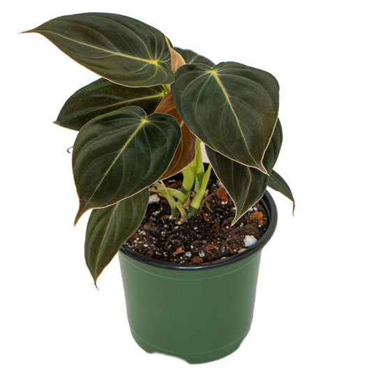 Potted Rare Houseplant Phillodendron Melanochrysum 4.5” - Buy repotted rare indoor plant Philodendron Melanochrysum for delivery at Planteia