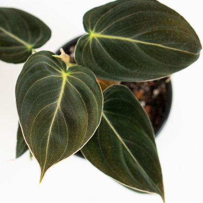 philodendron melanochrysum canada Philodendron Melanochrysum | Philo Melanochrysum in 4.5” Pot | Rare Potted Indoor Plant for Delivery | Houseplant for sale