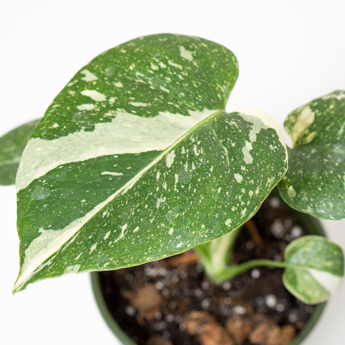 Variegated Leaves of Potted Rare Monstera Thai Constellation - Best Quality Houseplant Variegated Monstera Thai Constellation 4.5” - Buy repotted rare indoor plant Monstera Thai Constellation for delivery at Planteia