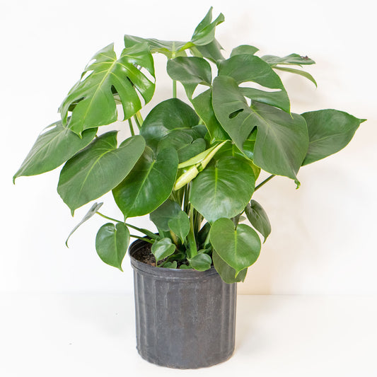 Large Potted Monstera Swiss Cheese - Best Quality Floor Houseplant Monstera Deliciosa 10” - Buy repotted big indoor plant Monstera Deliciosa Swiss Cheese for delivery at Planteia