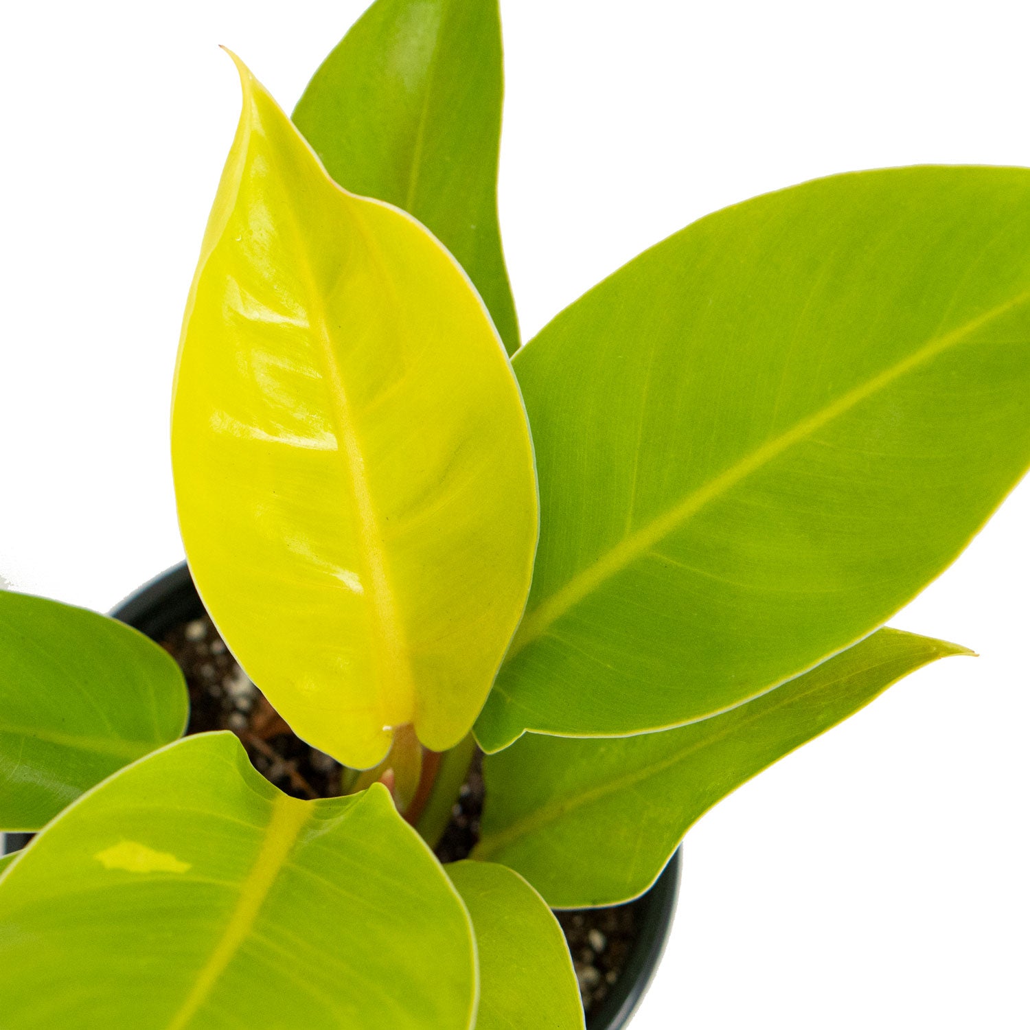 Leaves of Potted rare Houseplant Phillodendron Moonlight 4.5” - Buy repotted rare indoor plant Philodendron Moonlight for delivery at Planteia