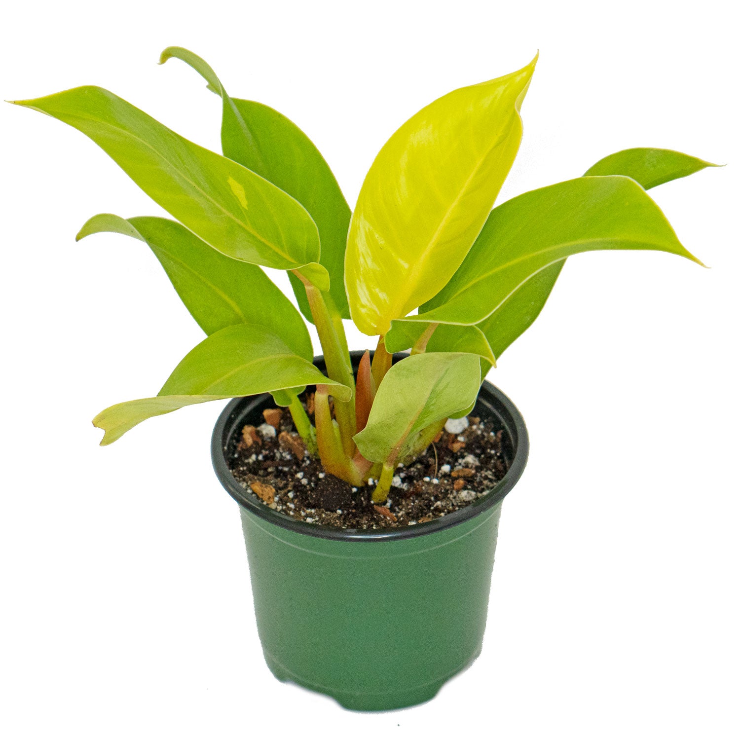 Potted rare Houseplant Phillodendron Moonlight 4.5” - Buy repotted rare indoor plant Philodendron Moonlight for delivery at Planteia