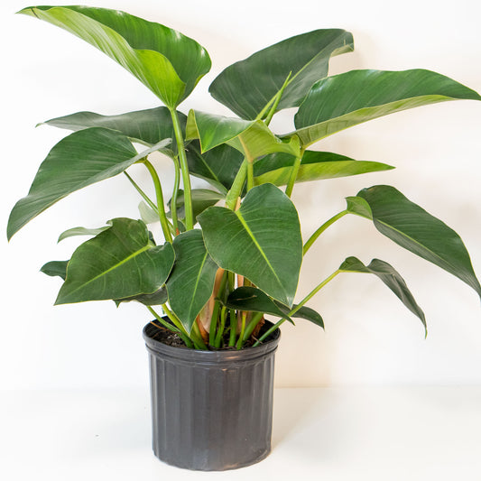Potted Easy-Care Houseplant Phillodendron Congo 10” - Buy large repotted easy-care indoor plant Philodendron Congo for delivery at Planteia