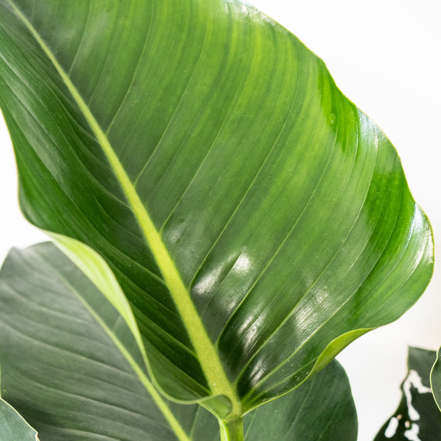 Leaves of Potted Easy-Care Houseplant Phillodendron Congo 10” - Buy large repotted easy-care indoor plant Philodendron Congo for delivery at Planteia