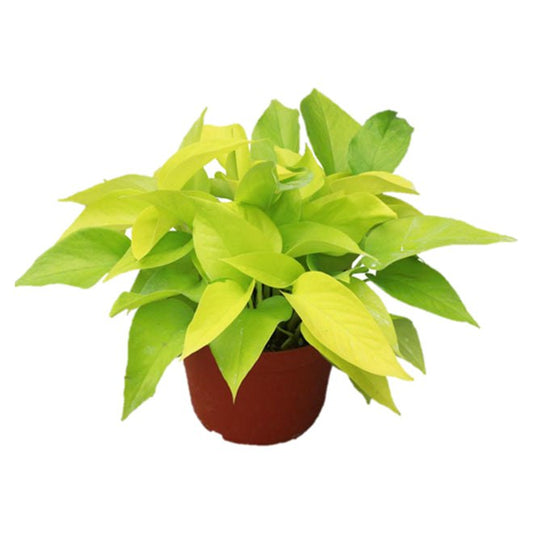 Potted Pothos Neon - Best Quality Easy-Care Trailing Houseplant Pothos Neon 6” - Buy repotted easy-care indoor plant Pothos Neon for delivery at Planteia